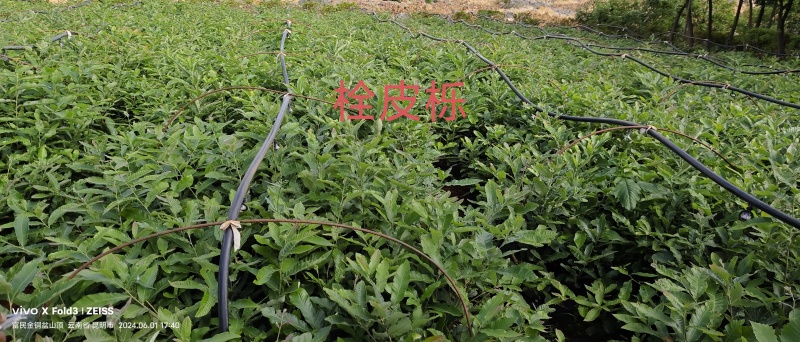 栓皮栎大量出货产地直发保湿保鲜容器苗
