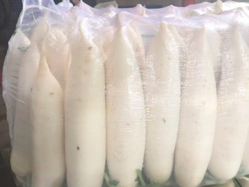 精品白萝卜大量上市产地直销价格优惠质量保证售后无忧