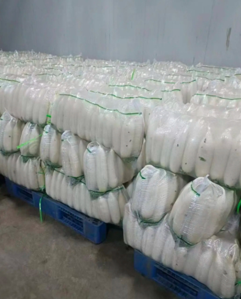 精品白萝卜大量上市产地直销价格优惠质量保证售后无忧