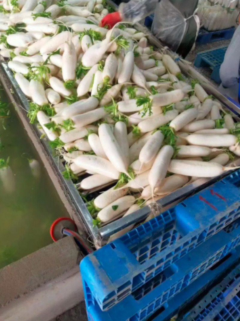 精品白萝卜大量上市产地直销价格优惠质量保证售后无忧