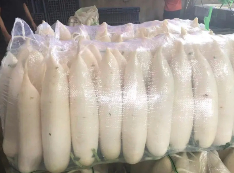 精品白萝卜大量上市产地直销价格优惠质量保证售后无忧