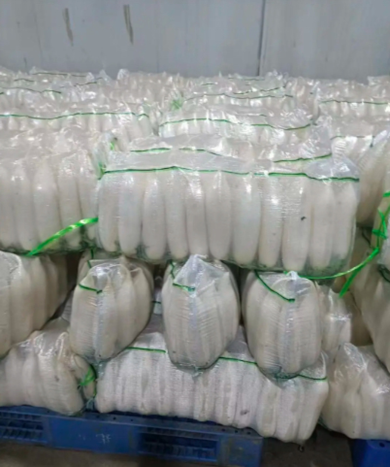 精品白萝卜大量上市产地直销价格优惠质量保证售后无忧