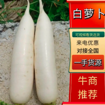 精品白萝卜大量上市产地直销价格优惠质量保证售后无忧