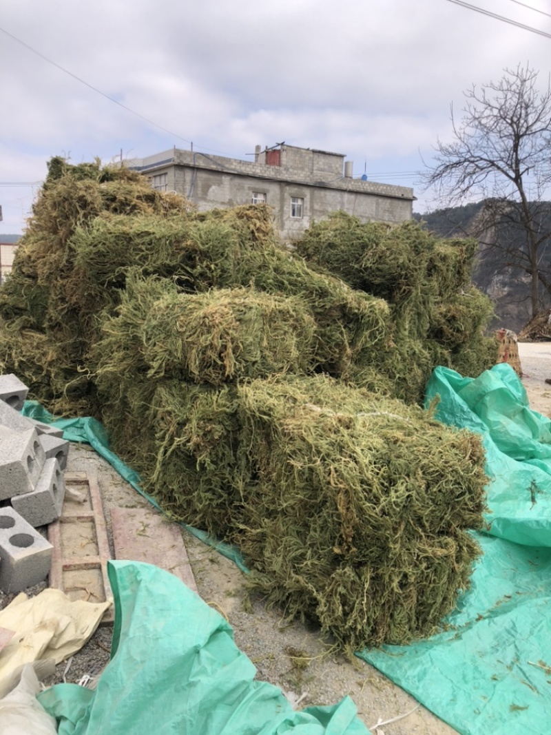 伸筋草