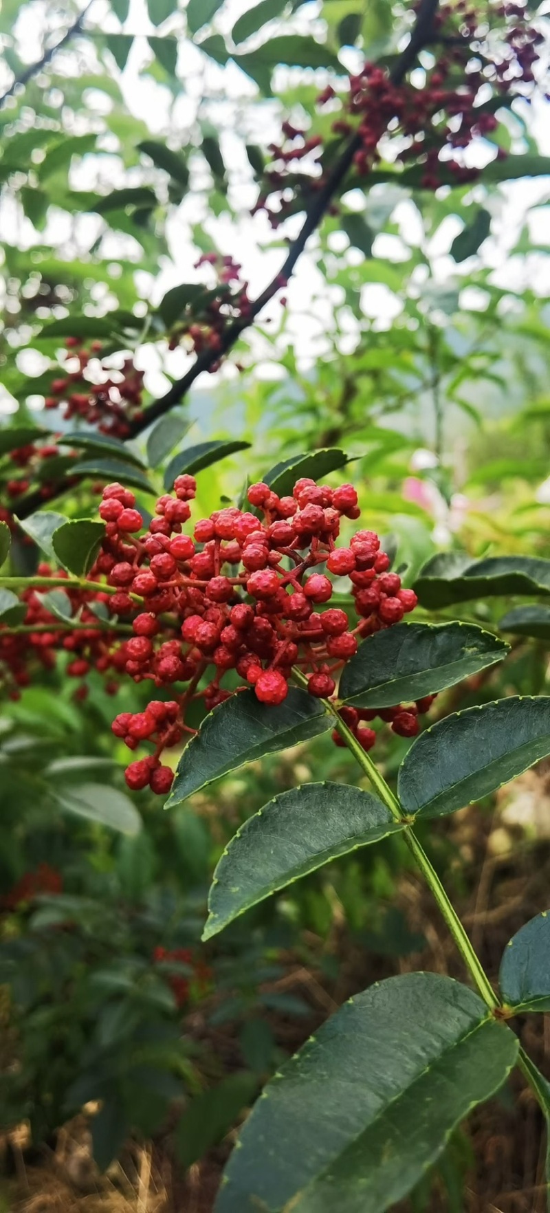 汉源花椒花椒娃娃椒清溪贡椒出油率高支持一件代发