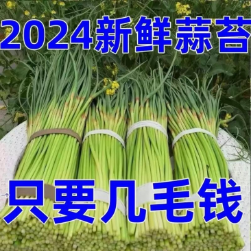 红帽蒜苔精品新鲜蒜薹河南蒜薹产地直发