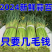 红帽蒜苔精品新鲜蒜薹河南蒜薹产地直发