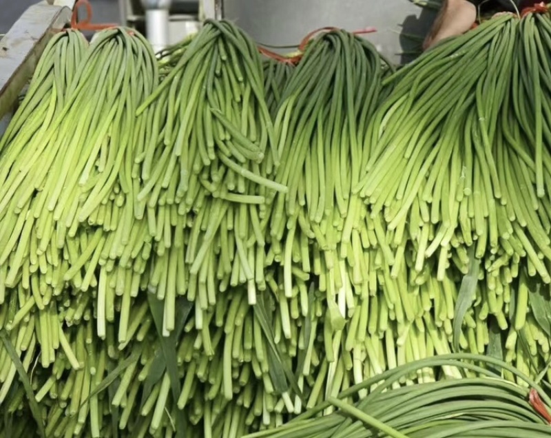 红帽蒜苔精品新鲜蒜薹河南蒜薹产地直发