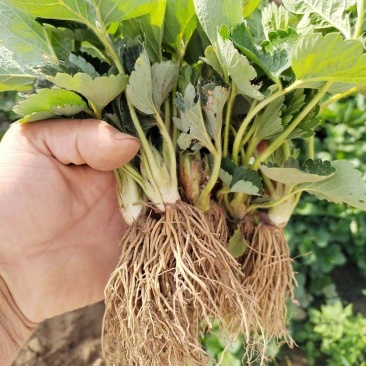 隋珠草莓苗：隋珠香野草莓苗，脱毒苗现挖现发保品种，保成活