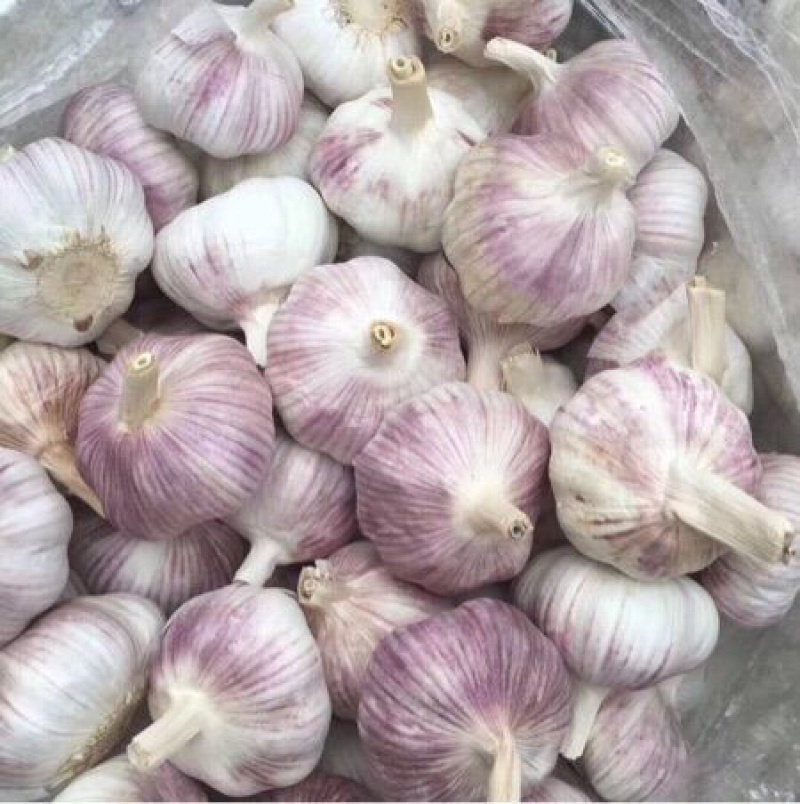 【精品净蒜】邳州净蒜代储代发源充足价格优惠
