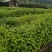 木姜子/山仓子苗（裸根苗，杯苗）需要的可以联系，欢迎订购