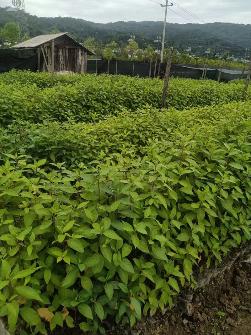 木姜子/山仓子苗（裸根苗，杯苗）需要的可以联系，欢迎订购