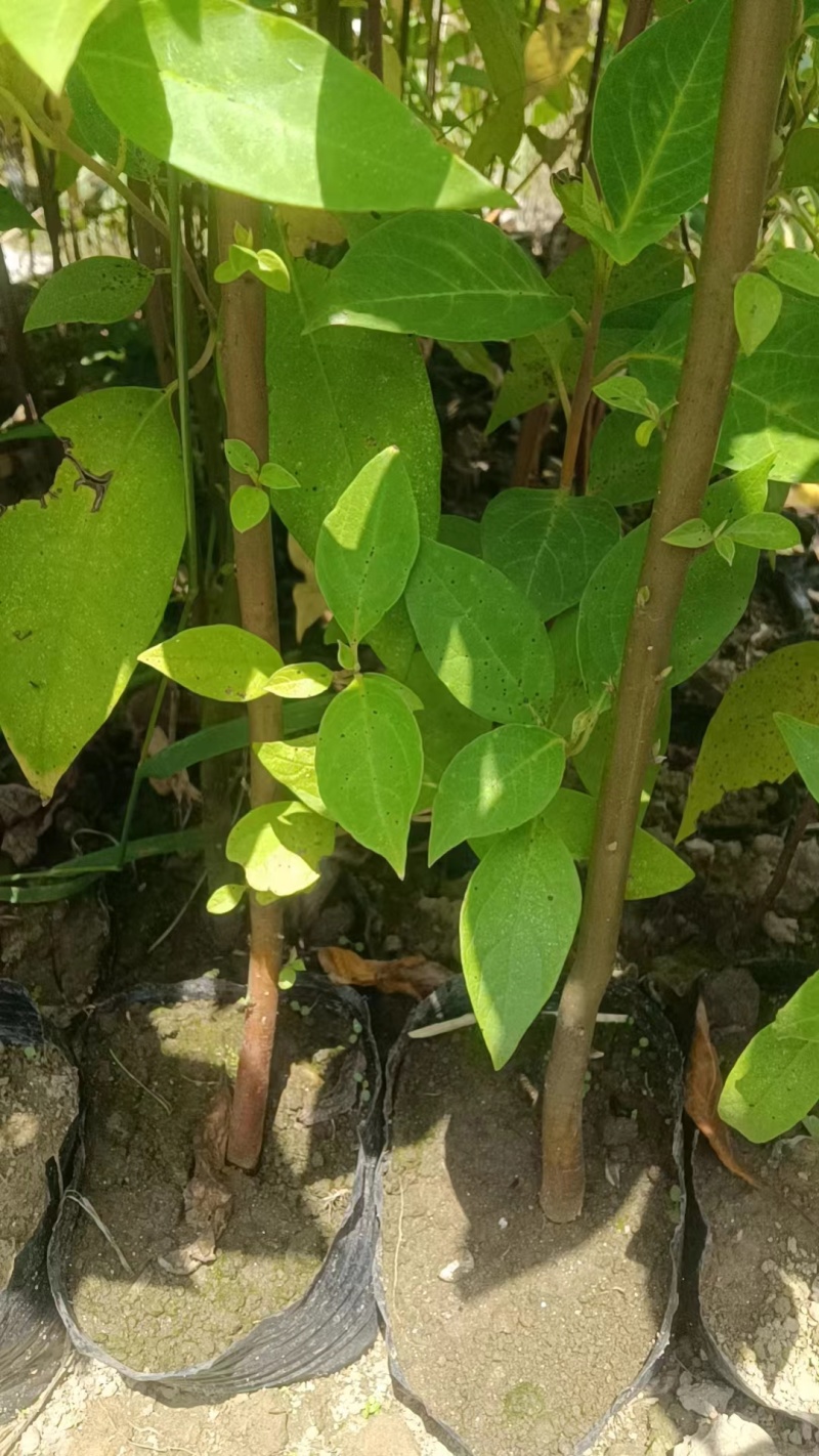 木姜子/山仓子苗（裸根苗，杯苗）需要的可以联系，欢迎订购