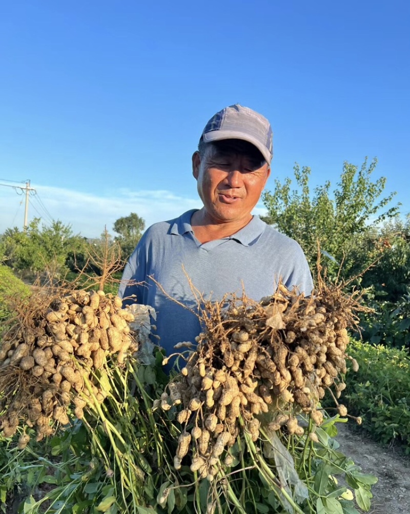 白沙花生新鲜花生白沙系列河南精品花生