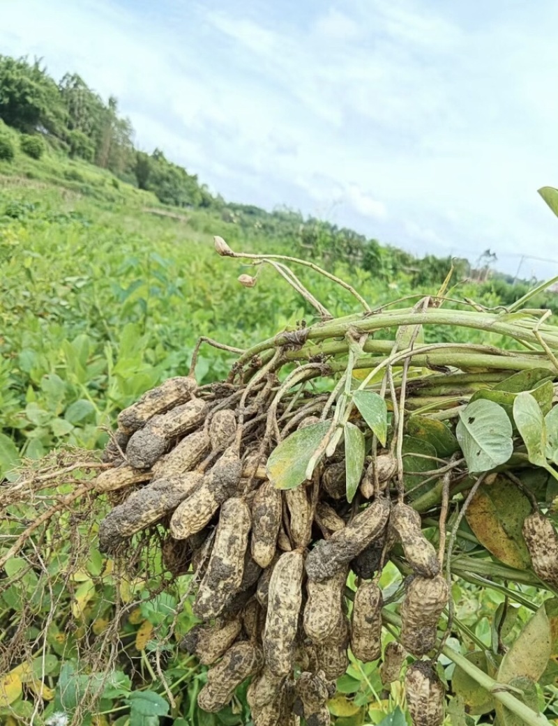 白沙花生新鲜花生白沙系列河南精品花生