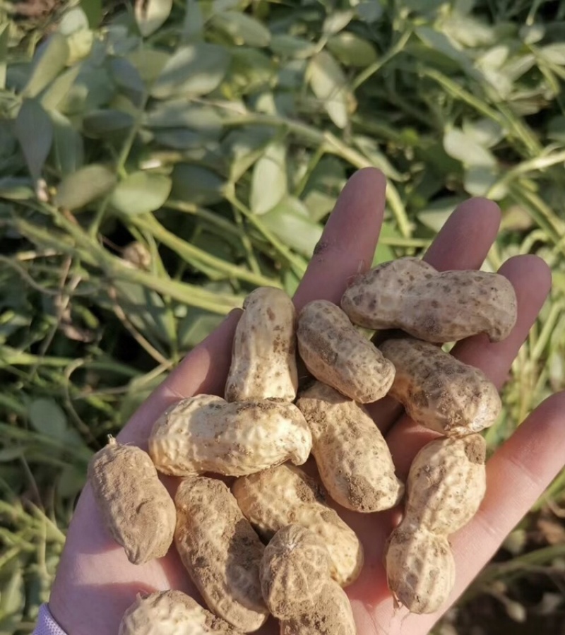 白沙花生新鲜花生白沙系列河南精品花生