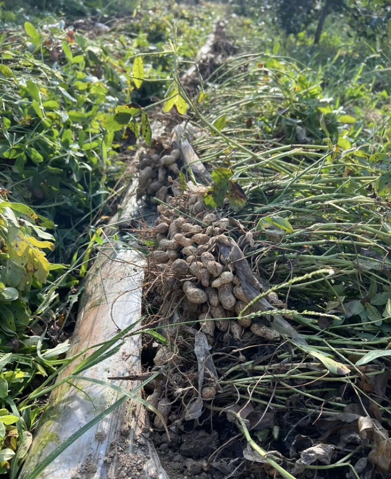 白沙花生新鲜花生白沙系列河南精品花生