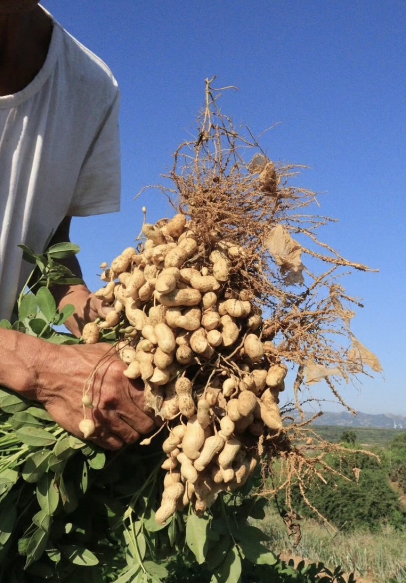 白沙花生新鲜花生白沙系列河南精品花生