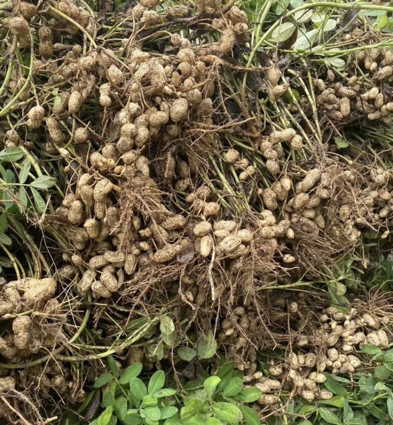 白沙花生新鲜花生白沙系列河南精品花生