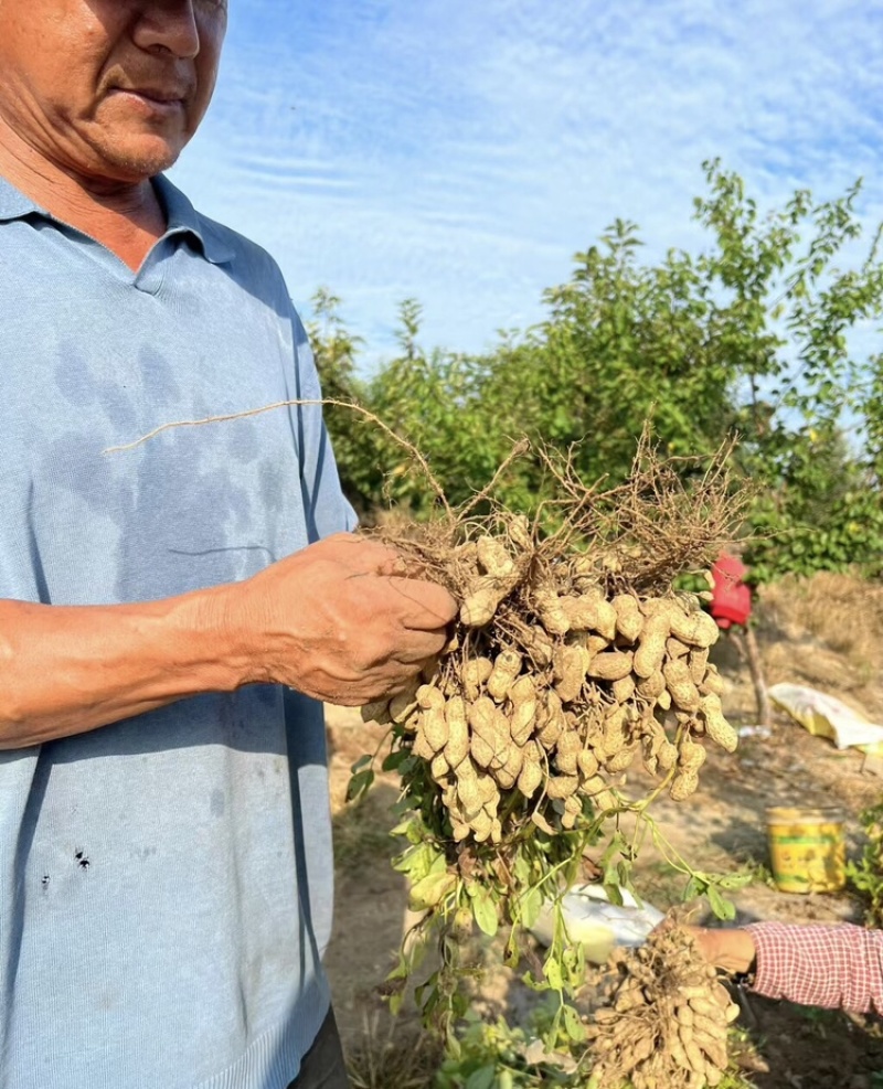 白沙花生新鲜花生白沙系列河南精品花生