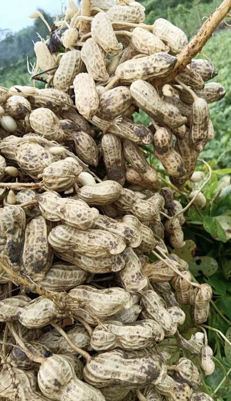 白沙花生新鲜花生白沙系列河南精品花生