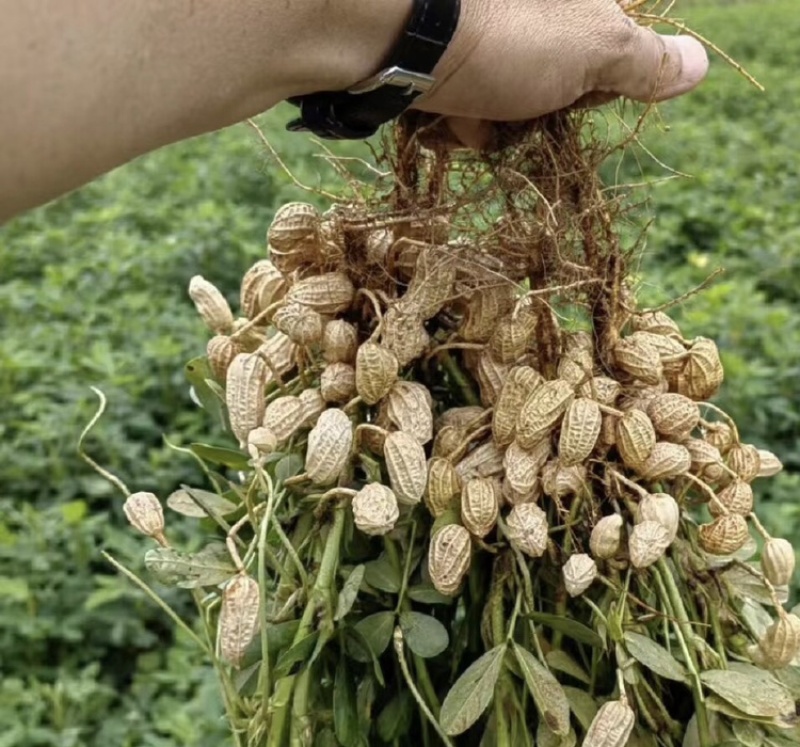 白沙花生新鲜花生白沙系列河南精品花生