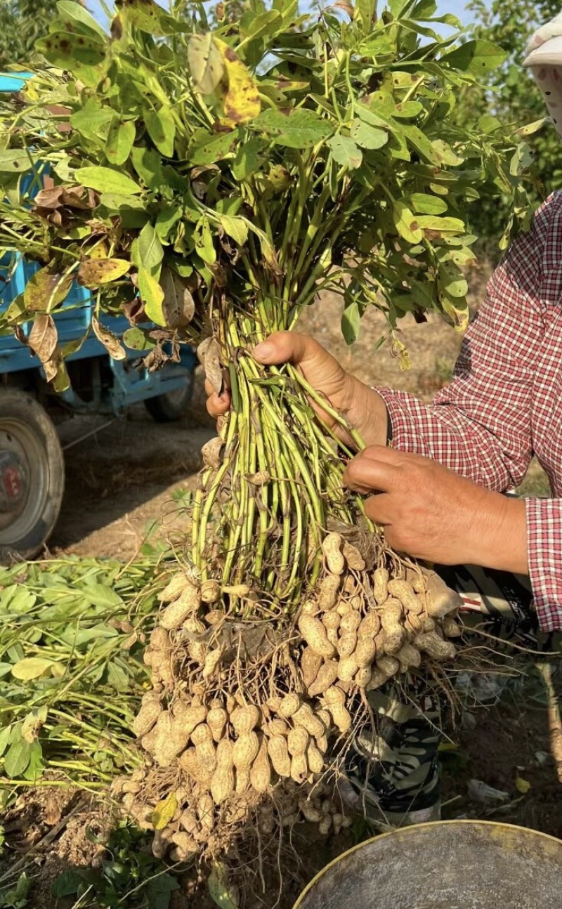 白沙花生新鲜花生白沙系列河南精品花生