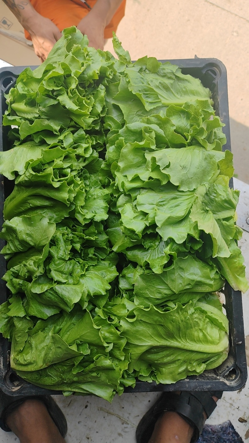 精品意大利生菜