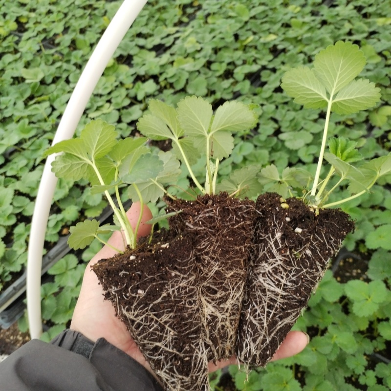 隋珠草莓苗：隋珠香野草莓苗，脱毒苗现挖现发保品种，保成活