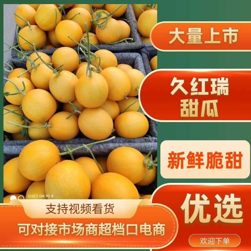 山东久瑞红黄河蜜黄河甜瓜货源充足一件代发对接商超