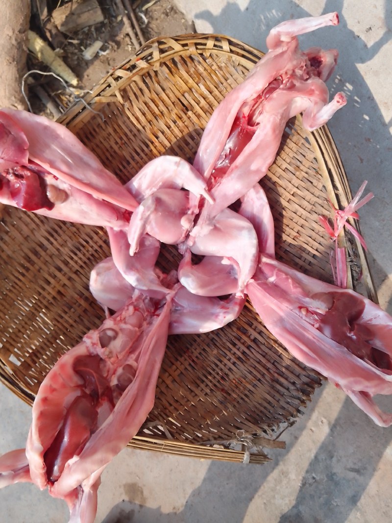 纯粮食十草饲喂兔子肉