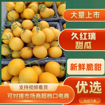 山东久瑞红黄河蜜黄河甜瓜货源充足一件代发对接商超