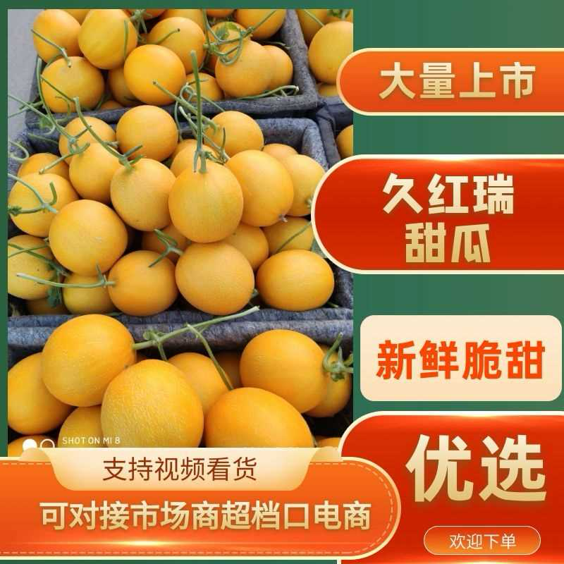 山东久瑞红黄河蜜黄河甜瓜货源充足一件代发对接商超