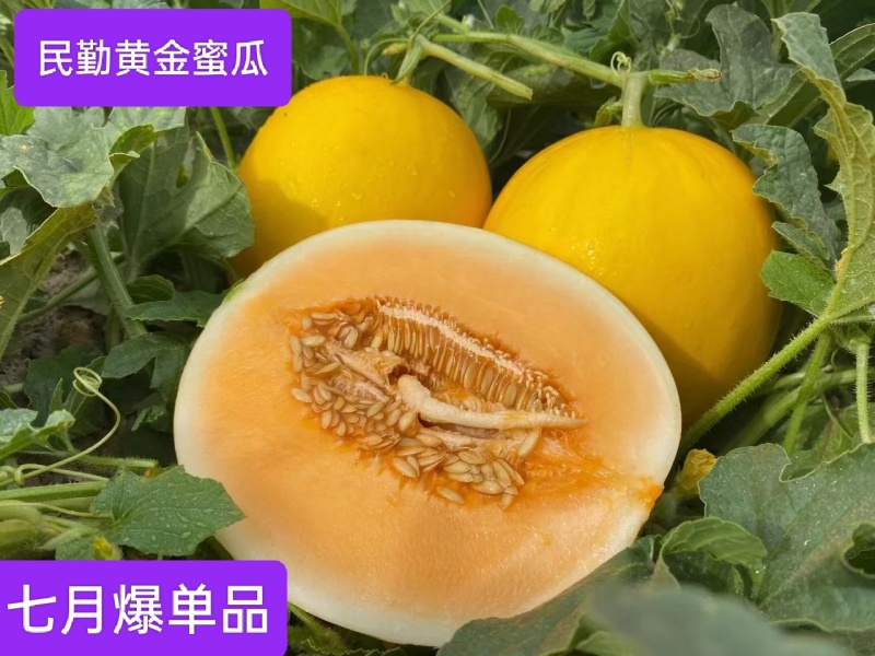 民勤金红宝，沙漠蜜瓜，大量上市对接全国各地市场