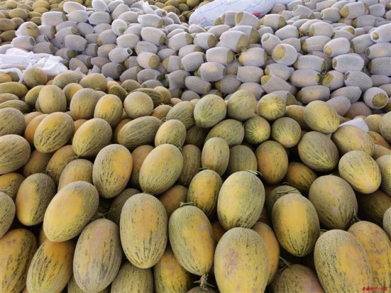 新疆伽师八六王哈密瓜糖度18超甜无渣日照时长温差大