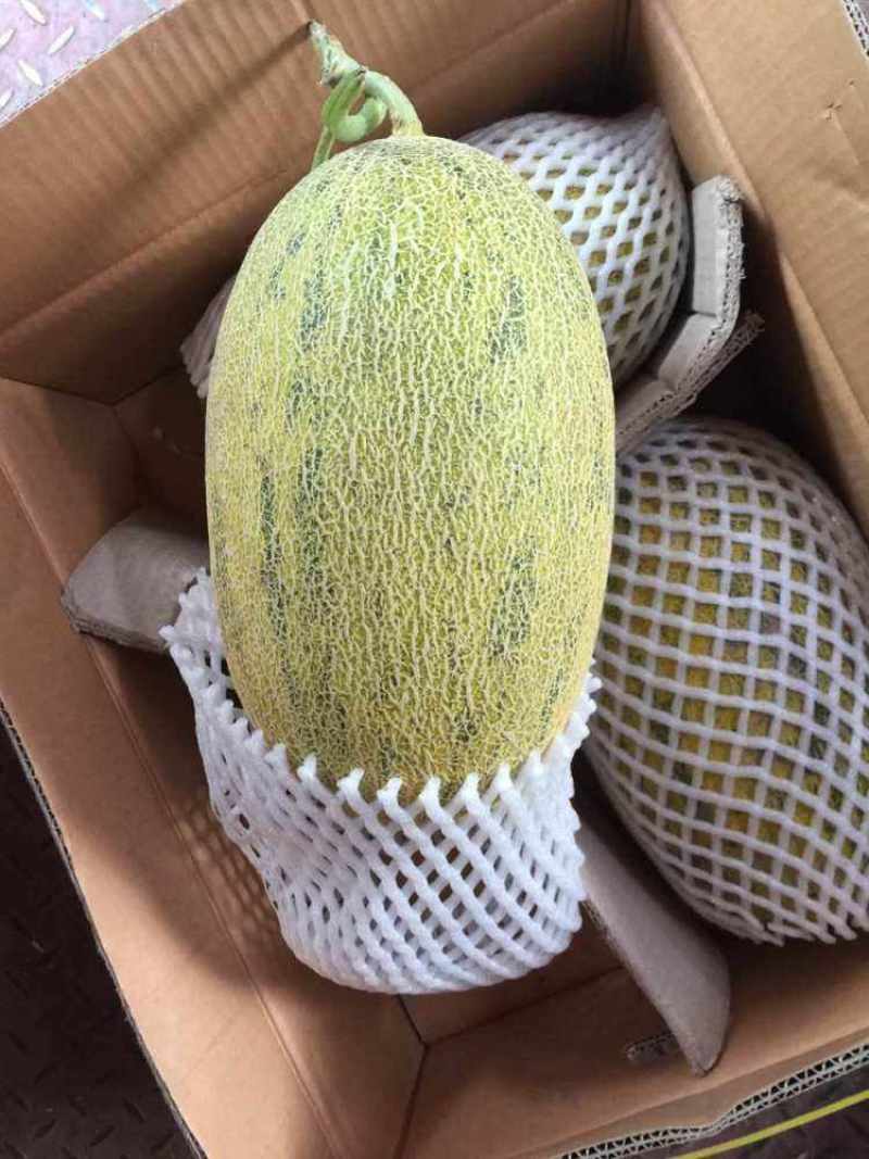 新疆伽师八六王哈密瓜糖度18超甜无渣日照时长温差大