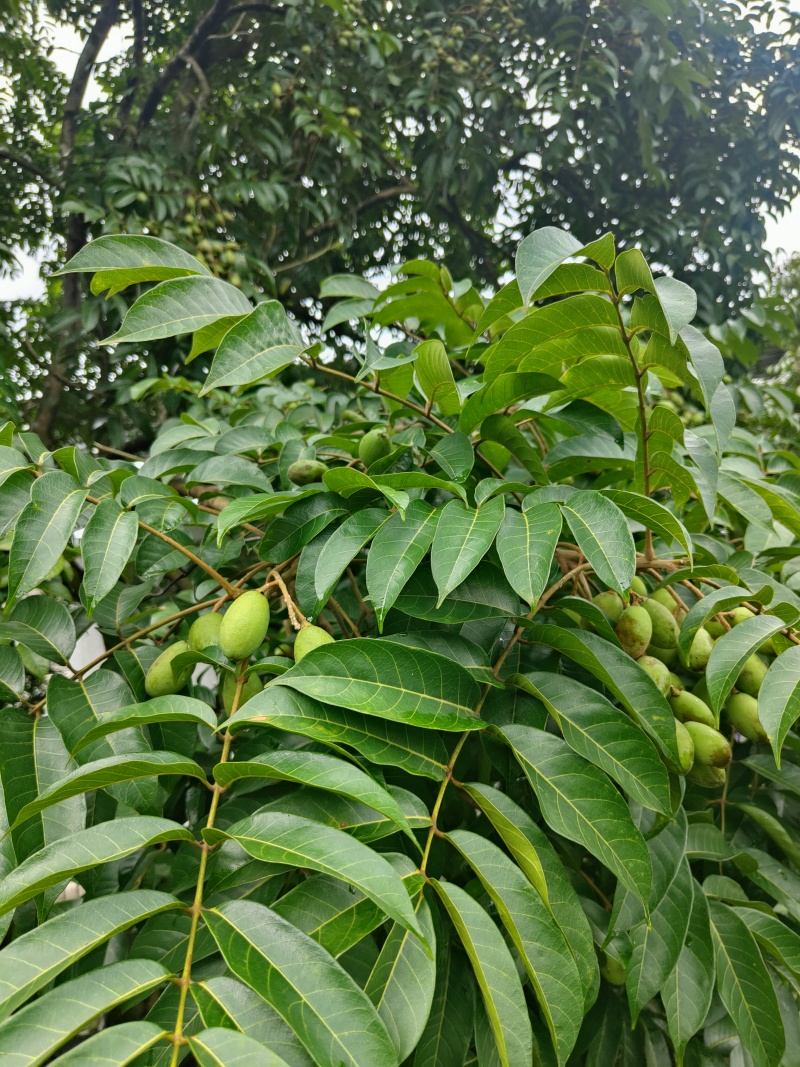 供应青橄榄