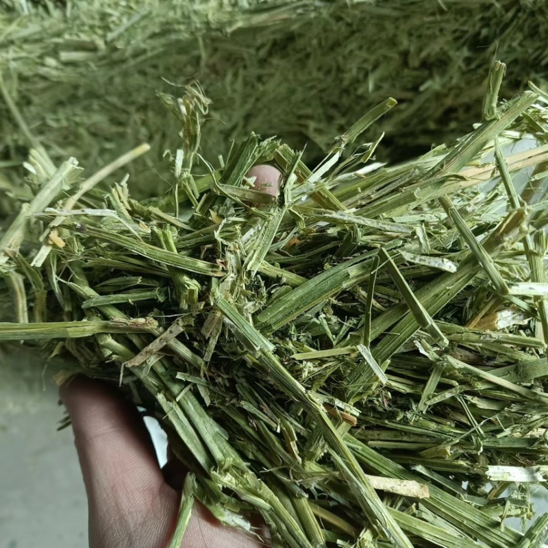 2024年头茬小捆苜蓿草现货5吨起售【可协助找车运输】