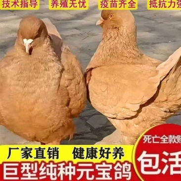 大体元宝鸽圆环各种颜色的元宝鸽！喜欢的朋友速来，两对优惠