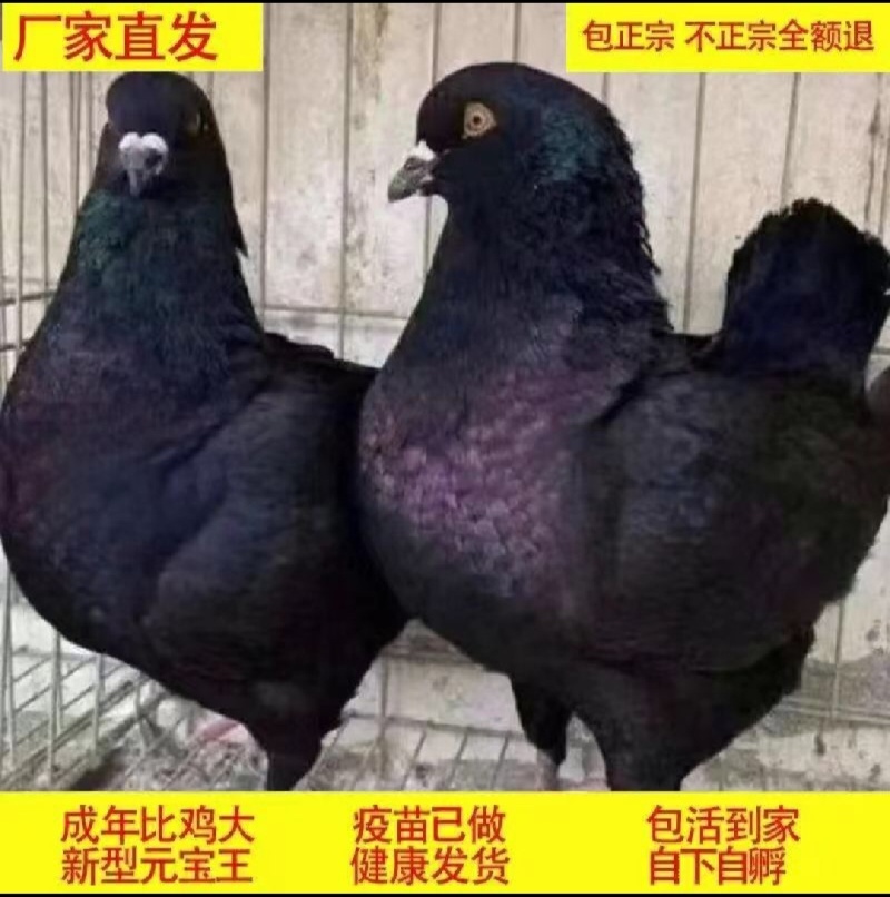 大体元宝鸽圆环各种颜色的元宝鸽！喜欢的朋友速来，两对优惠