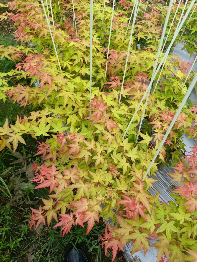 品种枫树，黄金流泉，羽毛枫，月升。约旦，泰勒，红宝石瀑布