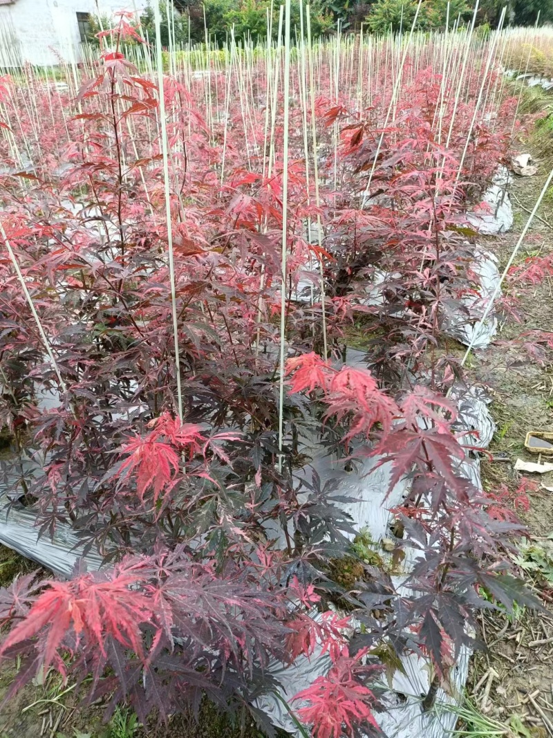 品种枫树，黄金流泉，羽毛枫，月升。约旦，泰勒，红宝石瀑布
