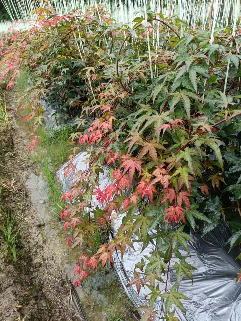 品种枫树，黄金流泉，羽毛枫，月升。约旦，泰勒，红宝石瀑布