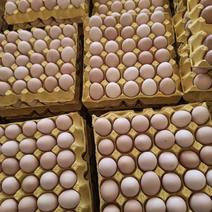 鸡蛋，白壳粉壳红壳绿壳鸡蛋大量有货，需要鸡蛋我25小时在