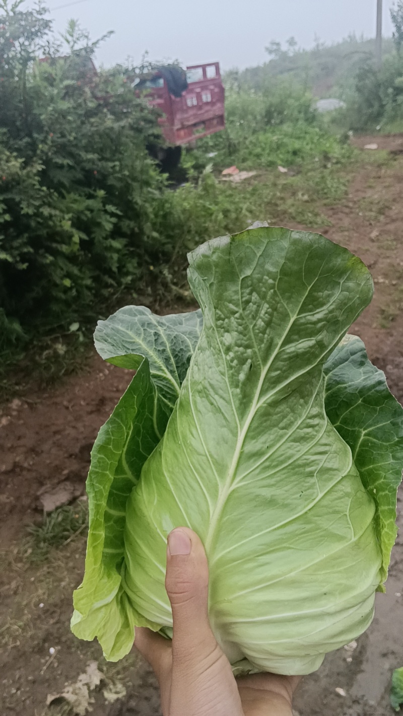 昭通牛心菜价格便宜