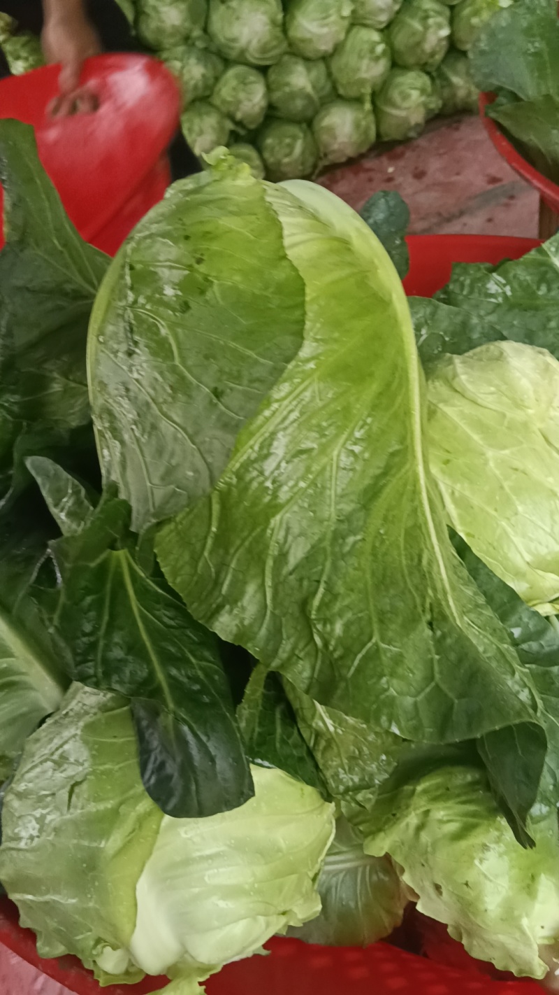 昭通牛心菜价格便宜