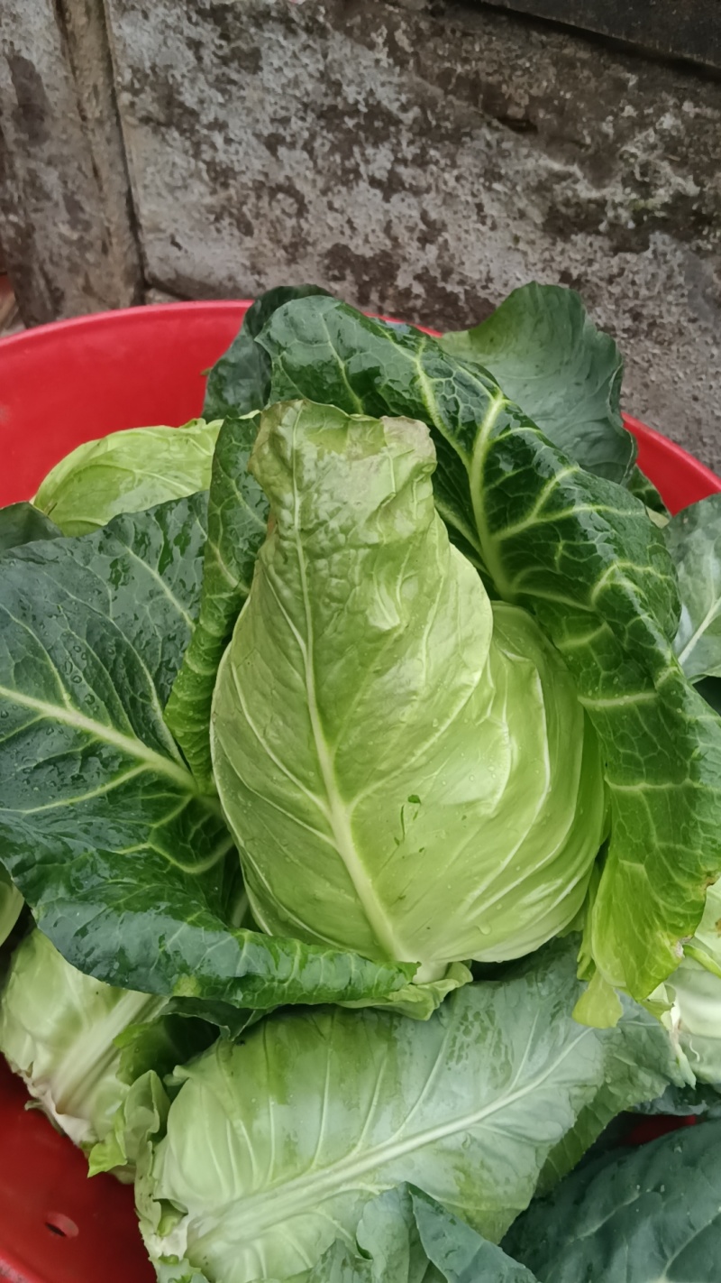昭通牛心菜价格便宜