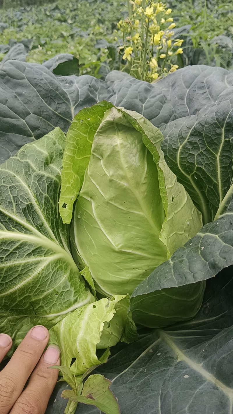 昭通牛心菜价格便宜