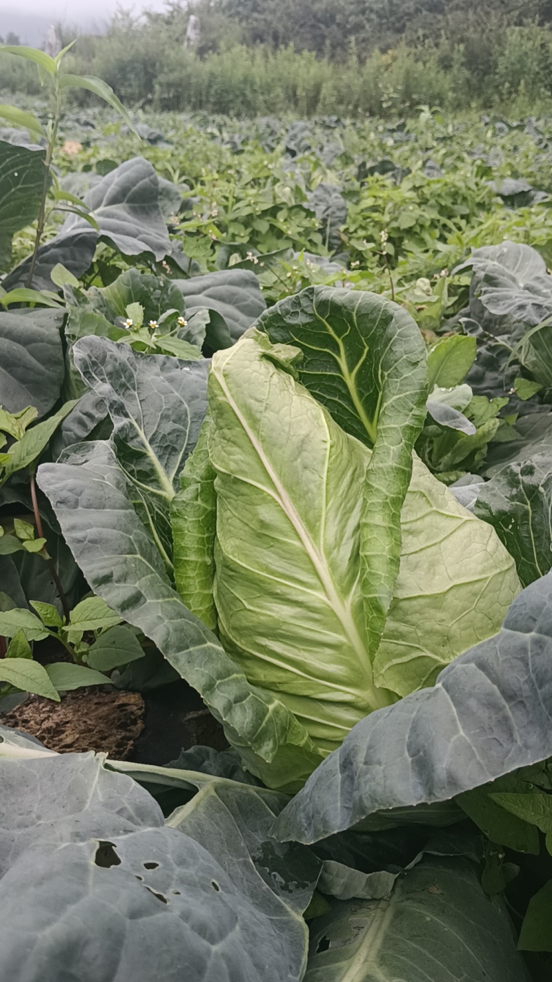 昭通牛心菜价格便宜