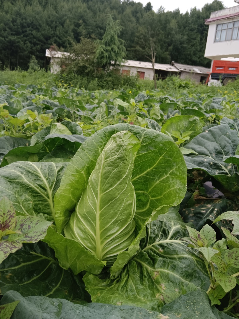 昭通牛心菜价格便宜